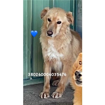 Comune di Pozzuoli - 380260004035476