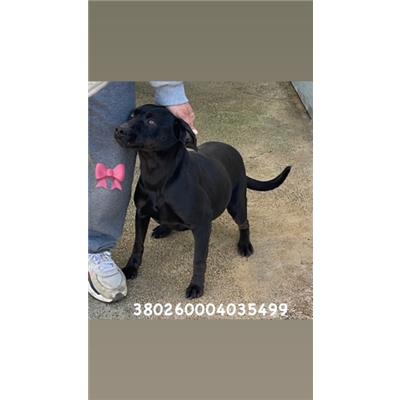 Comune di Pozzuoli - 380260004035499