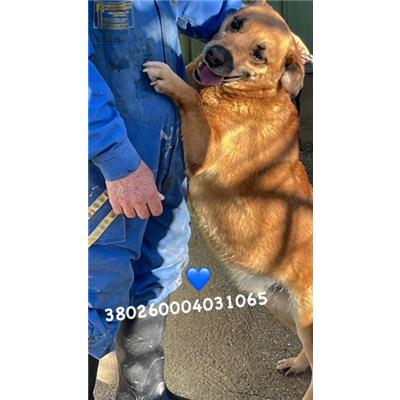 Comune di Pozzuoli - 380260004031065